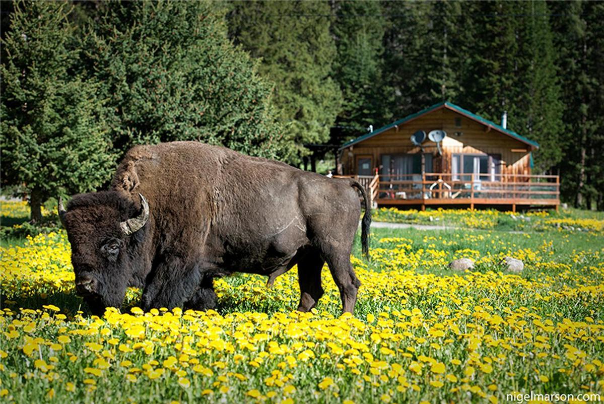 Silver Gate Lodging Cooke City Zewnętrze zdjęcie